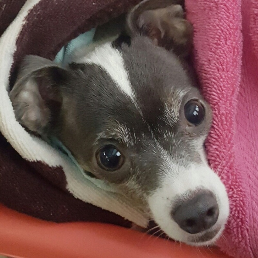 Meet your Posher, Alex